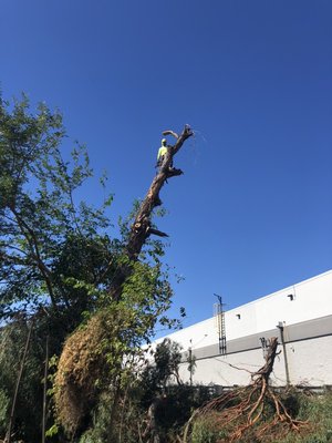 See How We Service - Our staff is fully experienced and licensed, holding the utmost professionalism when operating near cars or around homes. Entrust in our team when it comes to getting what's tallest in your yard trimmed or cut down. We specialize in tree limb trimming, bush trimming, and full tree removal + stumps. We hold over 20 years of experience and are the best at what we do. Call us for your next service request!