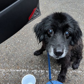 The Soggy Doggy - Enjoying a fresh baked muffin after her bath! - Pet Stores Near Me - Kent, Washington The Soggy Doggy - Enjoying a fresh baked muffin after her bath! - Pet Stores Near Me - Kent, Washington