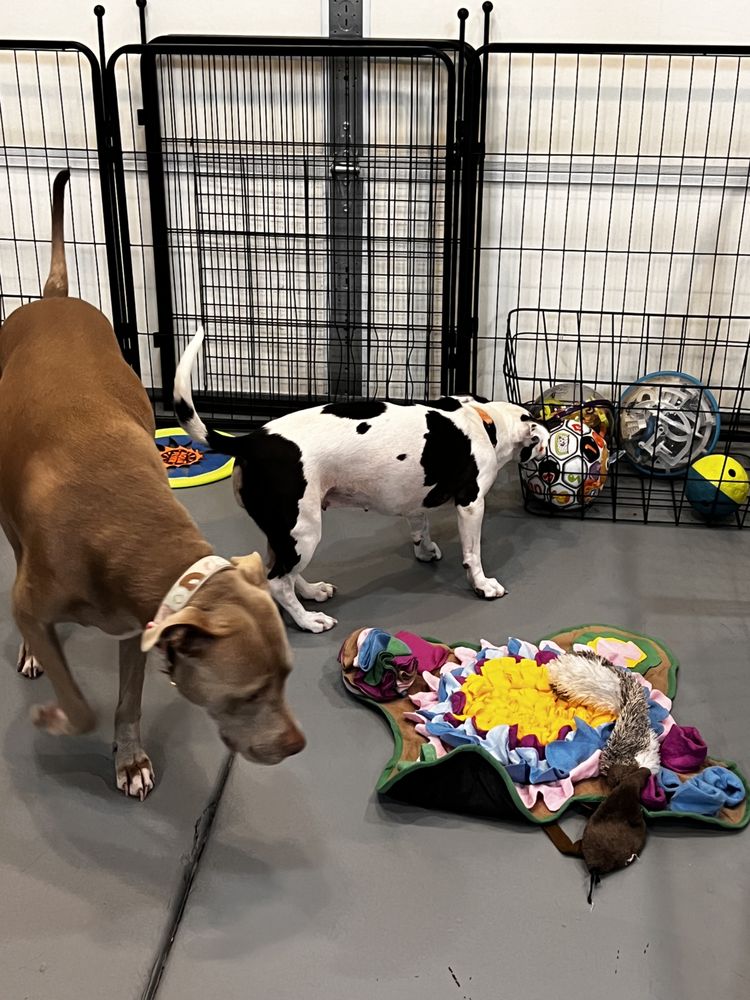 Menu Dog Boarding - pet boarding facility in Peoria, AZ