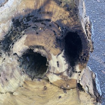 SoCal Tree Pros - More damage in the trunk. - Tree Services Near Me SoCal Tree Pros - More damage in the trunk. - Tree Services Near Me