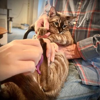 Toe Beans Cat Grooming: Ultimate Tips for Happy, Healthy Paws