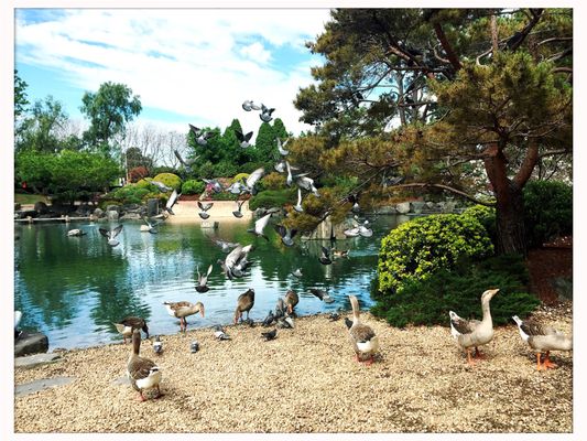 Auburn Botanic Gardens by null
