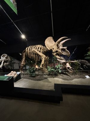 Houston Museum of Natural Science at Sugar Land by null