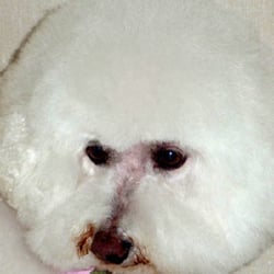Thoughtful Paws Dog Grooming
