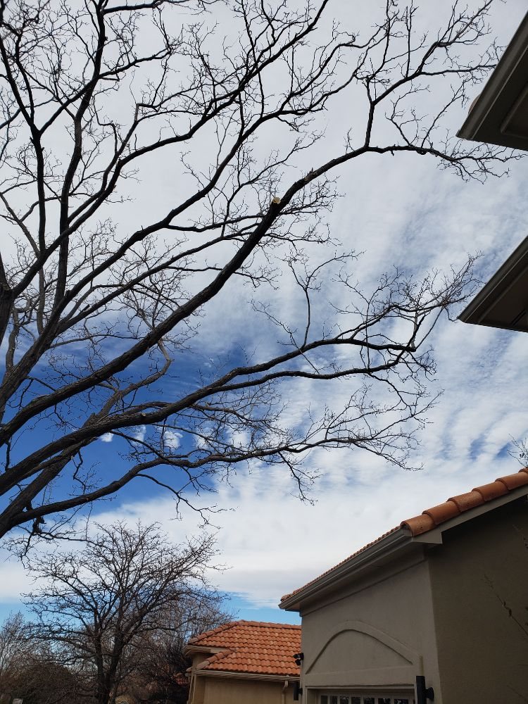 Chad's Tree & Shrub Service - tree service in Albuquerque, NM