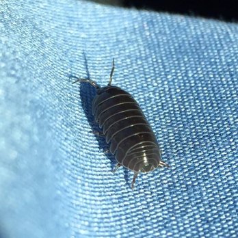 Woods Pest Control - Pillbug - Pest Control Near Me - Redding, California