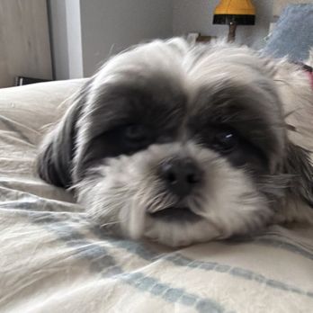 4 Legged Friends - Dog - Veterinarians Near Me - Brooklyn, New York
