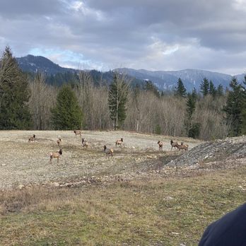 Echo River Ranch - A family of Elk at a great distance for pictures. - Horseback Riding Near Me - Enumclaw, Washington Echo River Ranch - A family of Elk at a great distance for pictures. - Horseback Riding Near Me - Enumclaw, Washington