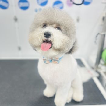 Zoomin Groomin - Quincy- white powder puff! - Pet Groomers Near Me - Estero, Florida Zoomin Groomin - Quincy- white powder puff! - Pet Groomers Near Me - Estero, Florida