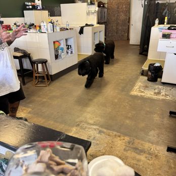 Pet Symmetry - Pet Groomers Near Me - San Diego, California Pet Symmetry - Pet Groomers Near Me - San Diego, California