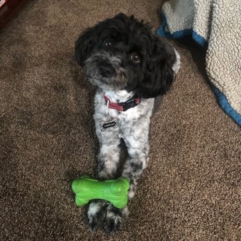 Domino Schnoodles - Sabrina.. She has the most toys of all of us.. - Pet Breeders Near Me Domino Schnoodles - Sabrina.. She has the most toys of all of us.. - Pet Breeders Near Me