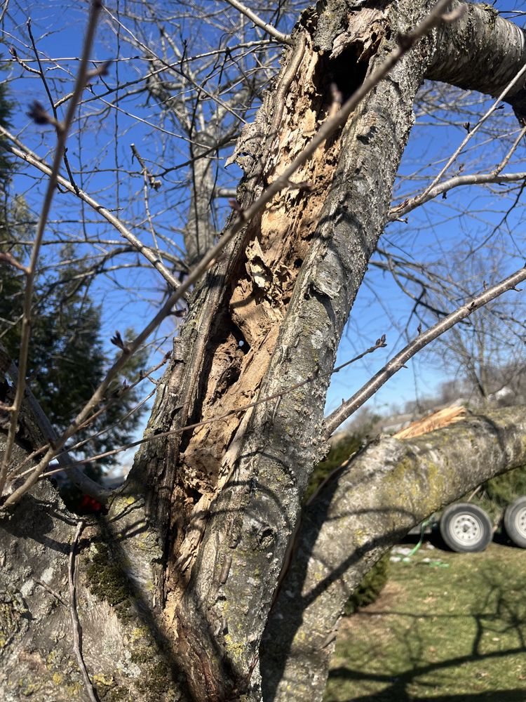 Devine’s tree service  - tree service in Harrodsburg, KY