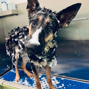 Citydog! Club - Hannah taking a shower - Pet Sitting Near Me - Addison, Texas