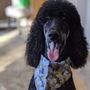 Photo of Shake Dog Salon