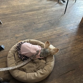 Outspoken Brewing - Pet friendly!! - Breweries Near Me - Sault Ste Marie, Ontario