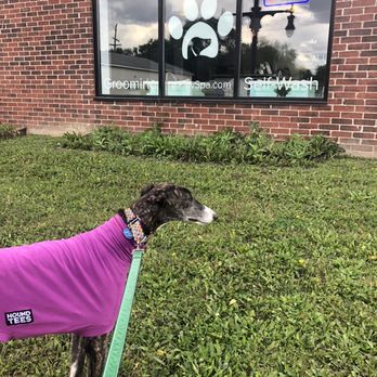 All Paw Spa - Pet Groomers Near Me - Ferndale, Michigan