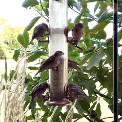 Sunnybrook Dental - Bird feeders outside of the treatment rooms