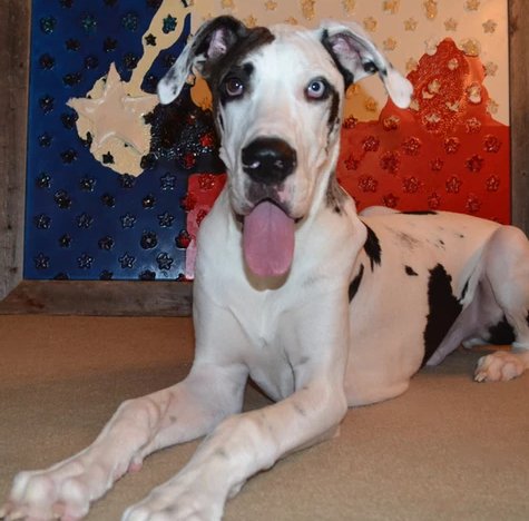 Perfect Pups - pet boarding facility in San Antonio, TX