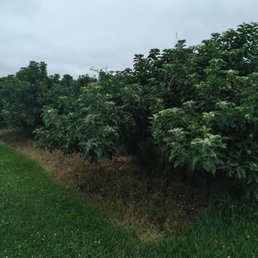 Peach trees