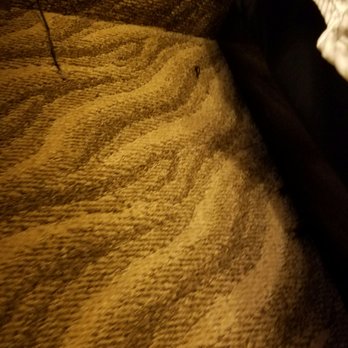 La Quinta by Wyndham Glen Rose - Dead crickets all over the room - Hotels Near Me - Glen Rose, Texas La Quinta by Wyndham Glen Rose - Dead crickets all over the room - Hotels Near Me - Glen Rose, Texas