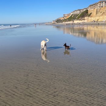 Del Mar North Beach - Dog, beach, running, cliff, ocean - Beaches Near Me - Del Mar, California