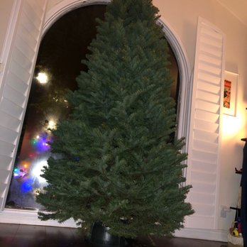 Shawn's Christmas Trees - Our 7ft tree freshly picked tree from Shawns - Christmas Trees Near Me - Culver City, California Shawn's Christmas Trees - Our 7ft tree freshly picked tree from Shawns - Christmas Trees Near Me - Culver City, California