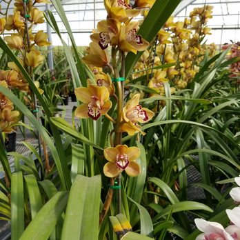 The Flower Fields - More orchids - Venues & Event Spaces Near Me - Carlsbad, California