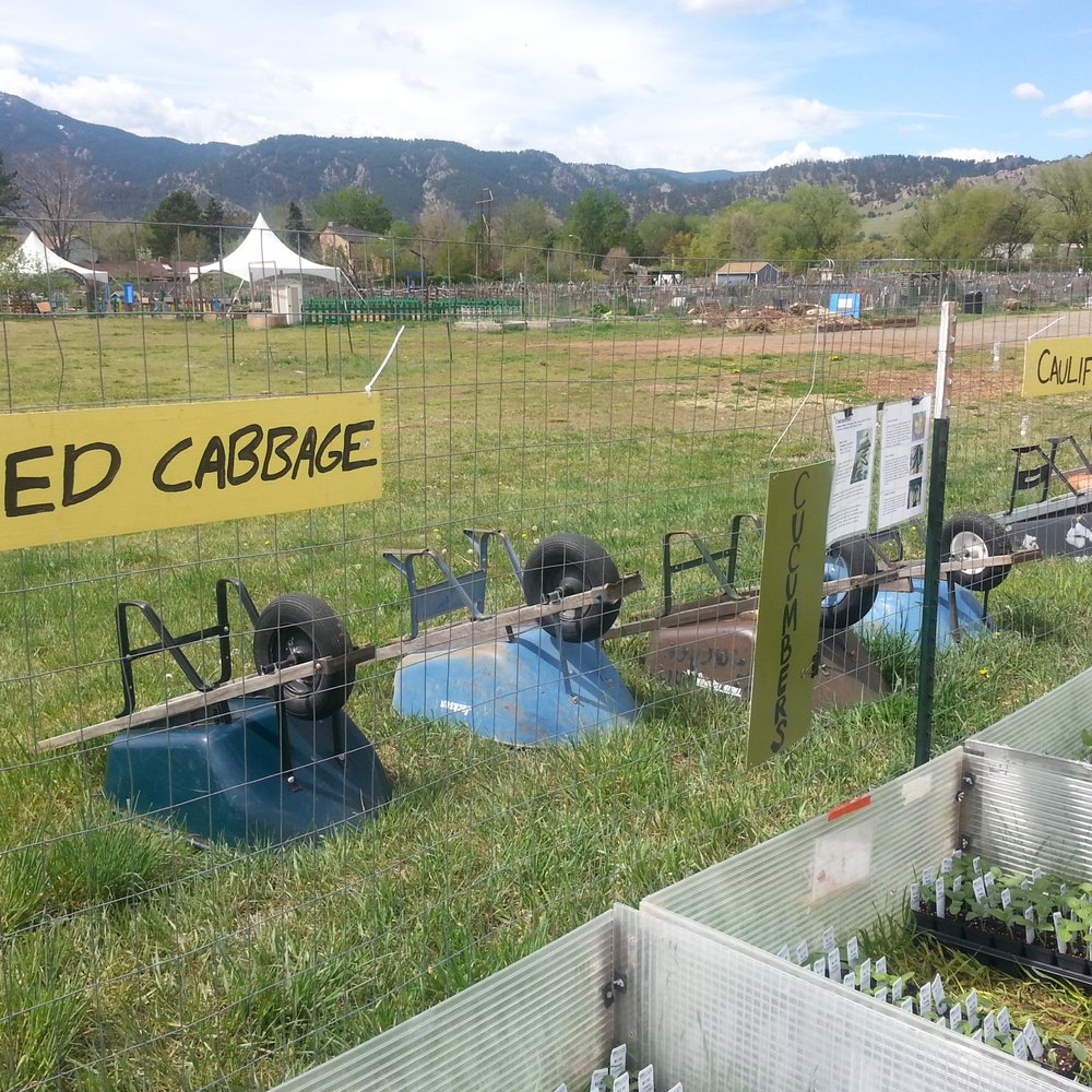 Growing Gardens - Gorgeous day for a plant sale! - Nurseries & Gardening Near Me - Boulder, Colorado Growing Gardens - Gorgeous day for a plant sale! - Nurseries & Gardening Near Me - Boulder, Colorado