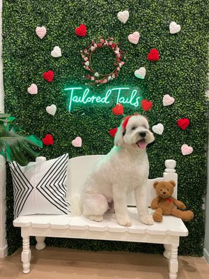 We treat your dogs like royalty! - Take a look at one of our recent reviews:
This is now my second time here and the service is excellent!
My 1.5yr old black lab is very iffy about having his paws touched but both times here have been positive experiences. The first time we saw Rene who allowed me to come with and provide my dog some comfort as he got his nails cut.
Today I came in and saw Jazmine, she was very friendly and definitely matched my dogs energy. She was very helpful in trying to keep my dog from being nervous and at the end of the nail trim, his tail was wagging while on the table which was such a relieve to see.
Safe to say this is my new spot, Stanley will definitely be back for his routine nail trim. I highly recommend you check this place out!
... oh & did I mention they offer icelandic+ treats?! Nice to see that they have high end treats, specially since the cod ones are my dogs favorite. We treat your dogs like royalty! - Take a look at one of our recent reviews:
This is now my second time here and the service is excellent!
My 1.5yr old black lab is very iffy about having his paws touched but both times here have been positive experiences. The first time we saw Rene who allowed me to come with and provide my dog some comfort as he got his nails cut.
Today I came in and saw Jazmine, she was very friendly and definitely matched my dogs energy. She was very helpful in trying to keep my dog from being nervous and at the end of the nail trim, his tail was wagging while on the table which was such a relieve to see.
Safe to say this is my new spot, Stanley will definitely be back for his routine nail trim. I highly recommend you check this place out!
... oh & did I mention they offer icelandic+ treats?! Nice to see that they have high end treats, specially since the cod ones are my dogs favorite.