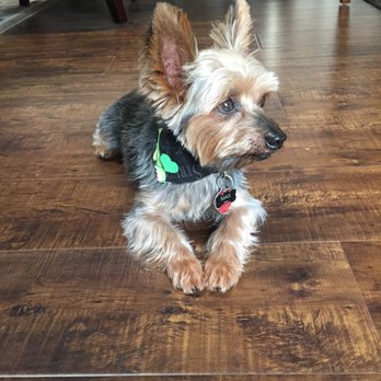 Pawsatively Elegant - Lil' Max with a Puppy Cut - Pet Groomers Near Me - Yorba Linda , California