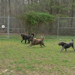 Camp Canine - Fun time at Camp!