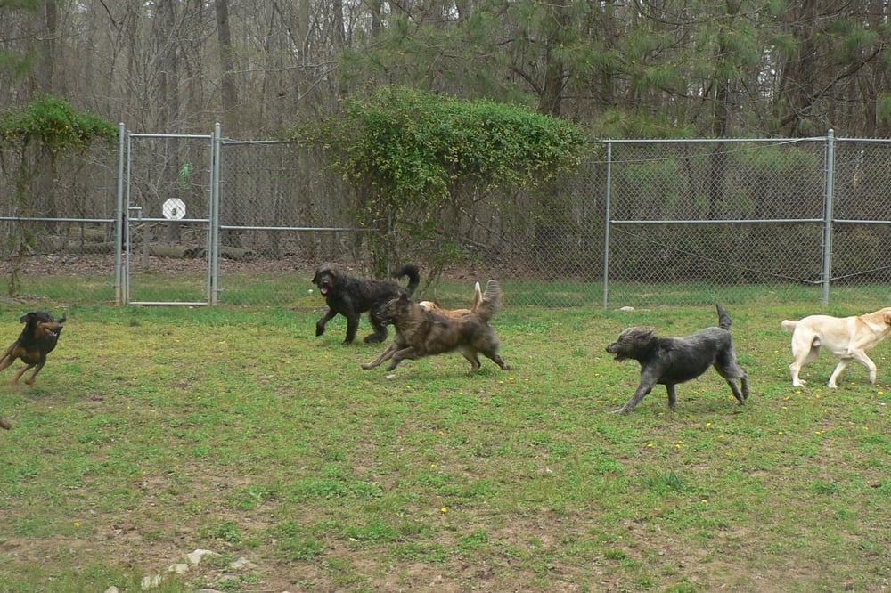 Camp Canine - pet boarding facility in Cary, NC