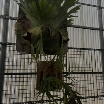 Rainforest Flora - Massive staghorn fern - Nurseries & Gardening Near Me - Torrance, California Rainforest Flora - Massive staghorn fern - Nurseries & Gardening Near Me - Torrance, California