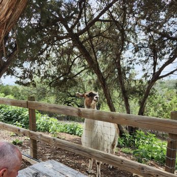 The Shady Llama - It was great to see llamas again! It's been many years since I got this close to one. - Beer Gardens Near Me - Wimberley, Texas The Shady Llama - It was great to see llamas again! It's been many years since I got this close to one. - Beer Gardens Near Me - Wimberley, Texas