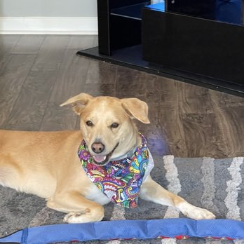 Challenge Accepted K9s and Solutions - Happy dog - Pet Training Near Me Challenge Accepted K9s and Solutions - Happy dog - Pet Training Near Me