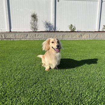 Greenside Landscaping - my happy puppy enjoying his new yard - Artificial Turf Near Me
