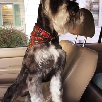 Classy Canine Salon - Jack! - Pet Groomers Near Me - Dothan, Alabama