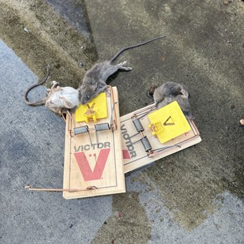 Team Champion Exterminators - Pest Control Near Me - South El Monte, California Team Champion Exterminators - Pest Control Near Me - South El Monte, California