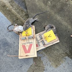 Team Champion Exterminators