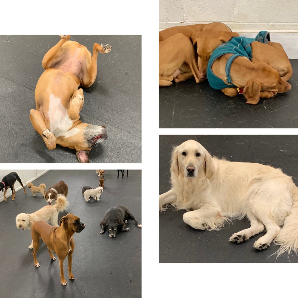 PAPPY’S PET LODGE ROANOKE Updated September 2024 22 Photos & 41