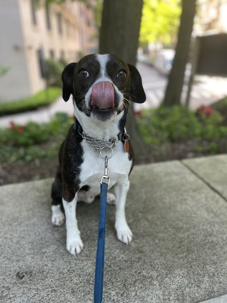 Walk With Keira - pet boarding facility in New York, NY