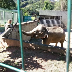 Zoo Pomerode - Uma elefanta idosinha, linda!
