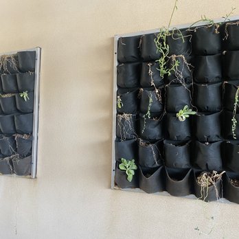 Perks Coffee House - Dead succulents outside - Coffee & Tea Near Me - Apple Valley, California Perks Coffee House - Dead succulents outside - Coffee & Tea Near Me - Apple Valley, California