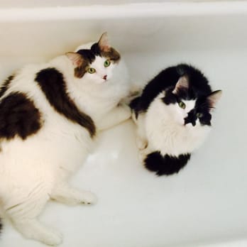Amador Valley Veterinary Center - "Ma! Turn on the water!" Amazing how much fatter he looks with all that fur! - Veterinarians Near Me - Pleasanton, California