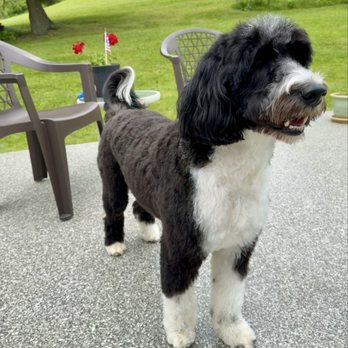 All Pawz Grooming - Pet Groomers Near Me - Butler, Pennsylvania