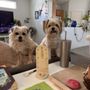 Arizona Animal Dentistry