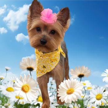 Cozy Canine Salon - Pet Groomers Near Me - Swansea, Illinois Cozy Canine Salon - Pet Groomers Near Me - Swansea, Illinois