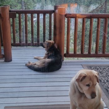 Mountain Home Lodge - Millie and Sierra saying goodnight - Hotels Near Me - Leavenworth, Washington Mountain Home Lodge - Millie and Sierra saying goodnight - Hotels Near Me - Leavenworth, Washington