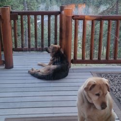Mountain Home Lodge - Millie and Sierra saying goodnight