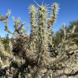 Phoenix Mountain Preserve - Killer cacti